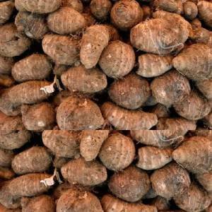 Taro Root
