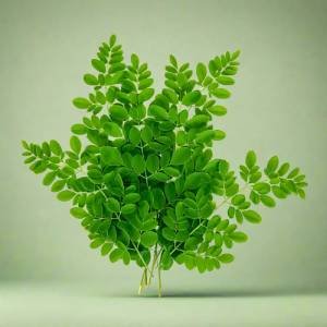 Drumstick tree leaves